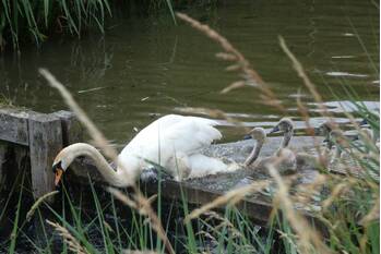 nieuws europa-allee kampen