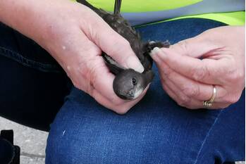 natuur poortlaan ede