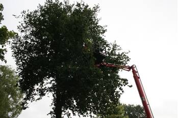 natuur acquoylaan tiel