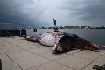 nieuws zeevaartweg terneuzen