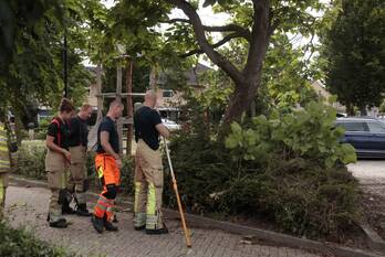 natuur zeepkruid amersfoort