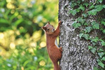 nieuws van hogendorplaan woudenberg