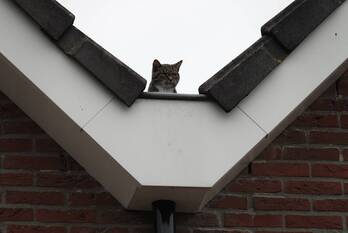 nieuws pinksterbloem hardenberg