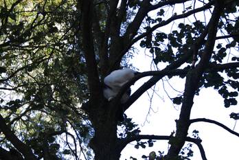 nieuws de hooidollen leeuwarden