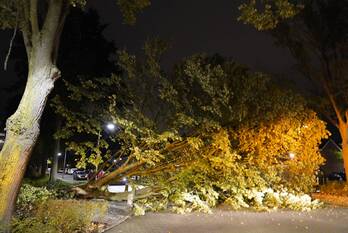 natuur coniferensingel gouda