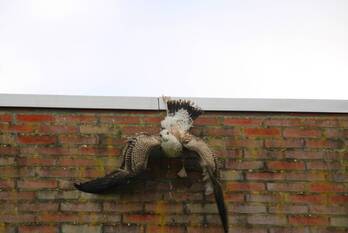 nieuws de kei leeuwarden