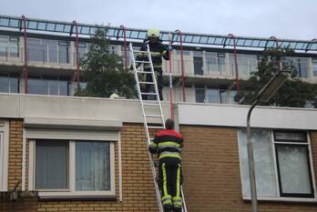 nieuws de anjen leeuwarden