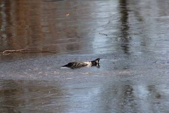 nieuws canadezenlaan leeuwarden