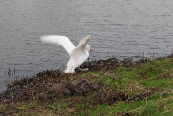 nieuws sophialaan hendrik-ido-ambacht