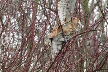 nieuws zwanenkade krimpen aan den ijssel