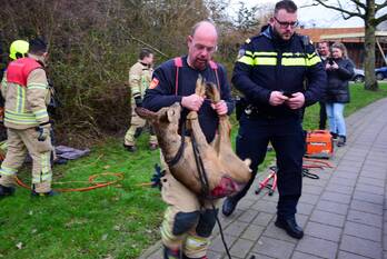 nieuws viaductweg rhoon