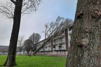 natuur morgensterstraat zaandam