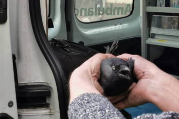 nieuws molenstraat ede