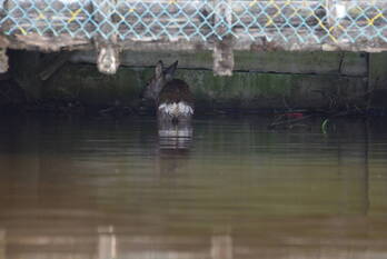 nieuws pilotenespel leeuwarden