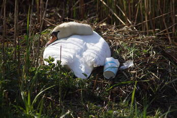 nieuws baak van herkingen amersfoort