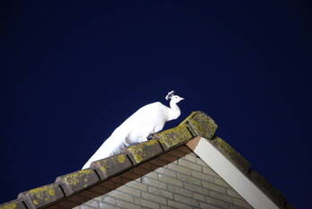 nieuws uitvaltij noordwijk