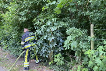 brand douwe kalmaleane leeuwarden