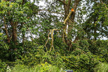 natuur eikenlaan voorschoten