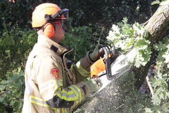 natuur schapendrift laren