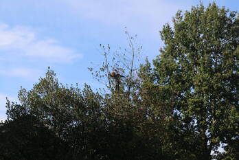nieuws hesselterbrink emmen