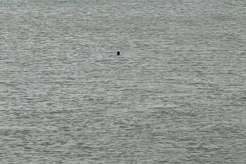 nieuws zee-promenade den helder