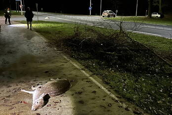 ongeval peeldijk - n272 handel