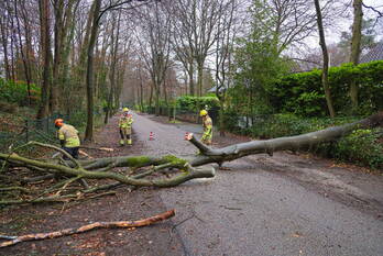 natuur koningin wilhelminalaan blaricum