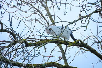 nieuws bovenmaatweg huizen