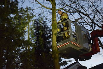 nieuws lijsterberg rhenen