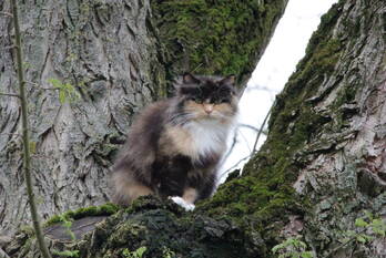 nieuws smalleveen eemnes