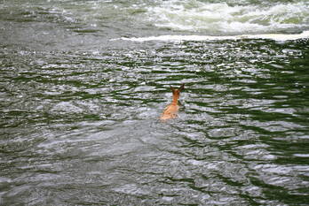 nieuws kazernelaan weert