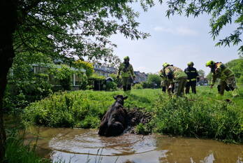 nieuws kakebeen krimpen aan de lek