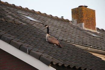 nieuws houtkrocht noordwijk