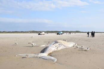 nieuws oude hoevepad burgh-haamstede