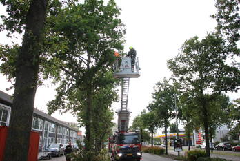 natuur van de mortelstraat noordwijk
