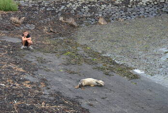 nieuws nieuwe willemshaven harlingen