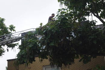 natuur wildemanskruid amersfoort