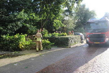 natuur insulindeplein tilburg