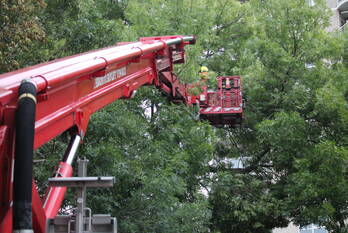 natuur mizarpad spijkenisse