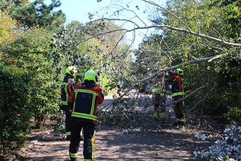 natuur berkenlaan katwijk