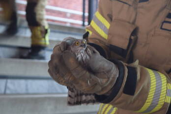nieuws burgemeester van tuinenplein kampen