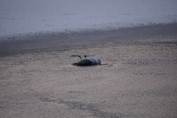 nieuws pioenstraat groningen