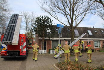 nieuws klaproos rijnsburg