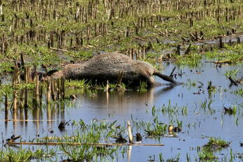 natuur velkemeensedijk kootwijkerbroek