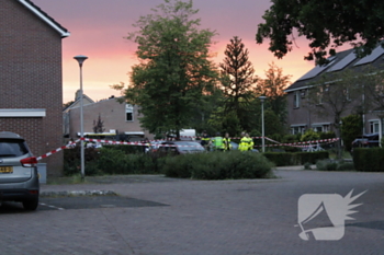 nieuws kievitsbloem dalfsen