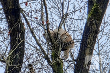 nieuws heidepark wageningen