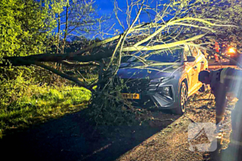 natuur zaarvlaas bakel