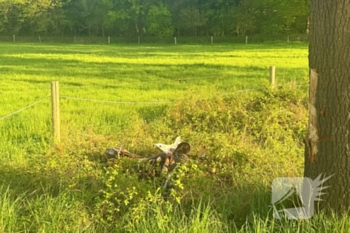 ongeval milschot de mortel