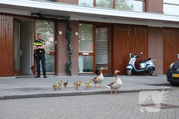 nieuws brekelsveld rotterdam