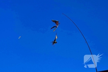 nieuws impuls purmerend